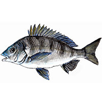 穴場釣りの魚イラスト チヌ