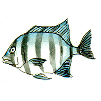 穴場釣りの魚イラスト イシダイ