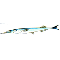 穴場釣りの魚イラスト サヨリ
