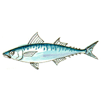 穴場釣りの魚イラスト サバ