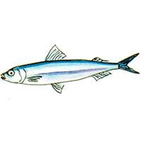 穴場釣りの魚イラスト イワシ