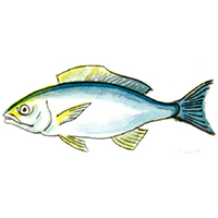 穴場釣りの魚イラスト イサキ