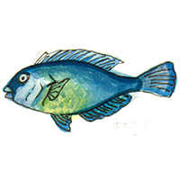 穴場釣りの魚イラスト アオブダイ