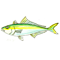 穴場釣りの魚イラスト イナダ