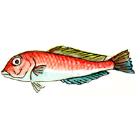 穴場釣りの魚イラスト アマダイ