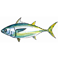 穴場釣りの魚イラスト クロマグロ