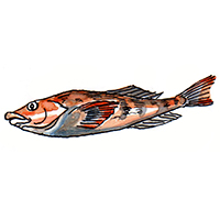 穴場釣りの魚イラスト アイナメ