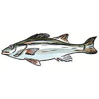 穴場釣りの魚イラスト アラ