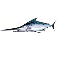 穴場釣りの魚イラスト クロカジキ
