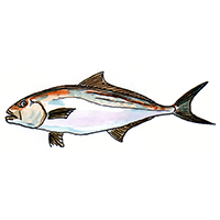 穴場釣りの魚イラスト カンパチ