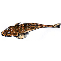 穴場釣りの魚イラスト カンパチ