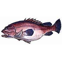 穴場釣りの魚イラスト クエ