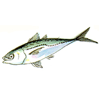 穴場釣りの魚イラスト アジ