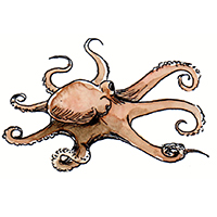 穴場釣りの魚イラスト マダコ