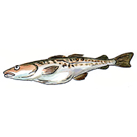 穴場釣りの魚イラスト マダラ