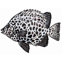 穴場釣りの魚イラスト イシガキダイ