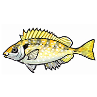 穴場釣りの魚イラスト バリ（アイゴ）