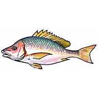 穴場釣りの魚イラスト シブダイ
