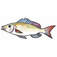 穴場釣りの魚イラスト フエフキ
