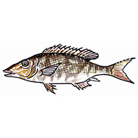 穴場釣りの魚イラスト キツネフエフキ