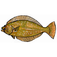 穴場釣りの魚イラスト ヒラメ