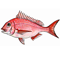 マダイ（Red sea bream）イラスト