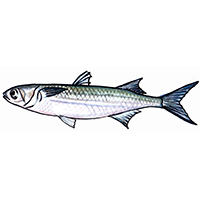 穴場釣りの魚イラスト ボラ