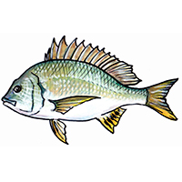 穴場釣りの魚イラスト キビレ（キチヌ）