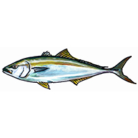 穴場釣りの魚イラスト ブリ