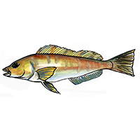 穴場釣りの魚イラスト アイナメ