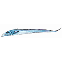 穴場釣りの魚イラスト タチウオ
