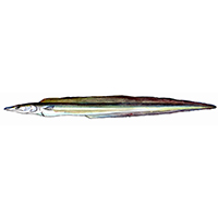 穴場釣りの魚イラスト ハモ