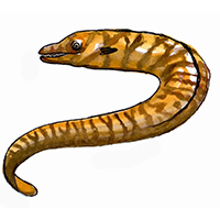 穴場釣りの魚イラスト ウツボ