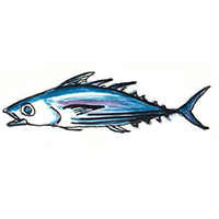 穴場釣りの魚イラスト カツオ