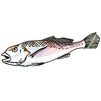 穴場釣りの魚イラスト イシモチ