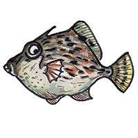 穴場釣りの魚イラスト ハゲ
