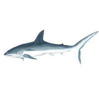 穴場釣りの魚イラスト サメ