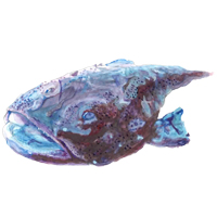 穴場釣りの魚イラスト アンコウ