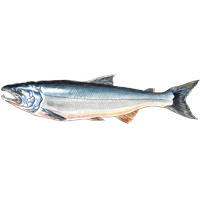穴場釣りの魚イラスト サケ
