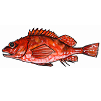 穴場釣りの魚イラスト カサゴ