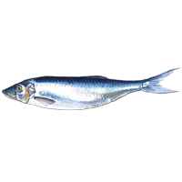 穴場釣りの魚イラスト ニシン