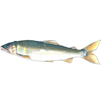 穴場釣りの魚イラスト アユ