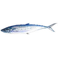 穴場釣りの魚イラスト サワラ