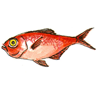 穴場釣りの魚イラスト キンメダイ