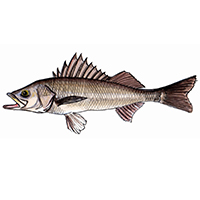 穴場釣りの魚イラスト スズキ